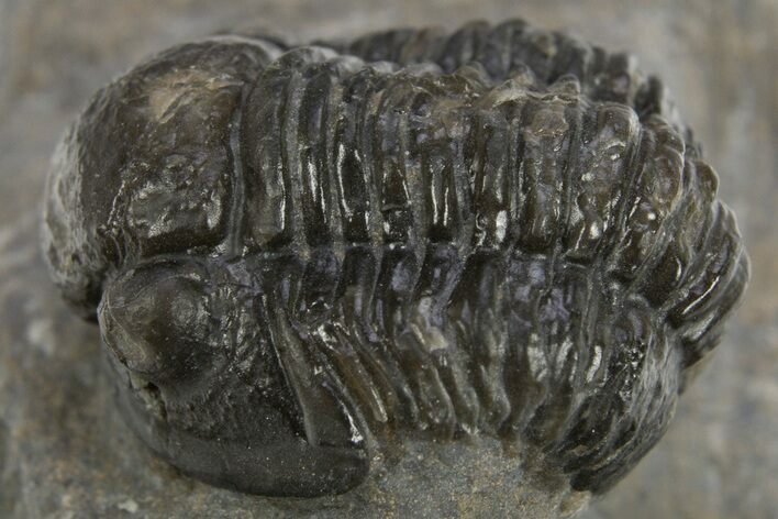 Detailed Gerastos Trilobite Fossil - Morocco #310568